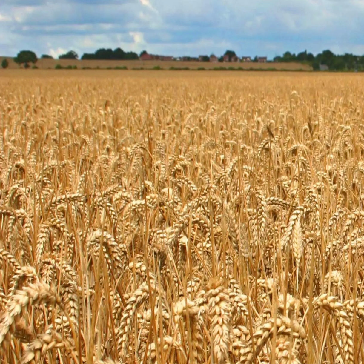 Dried Wheat #DW1170