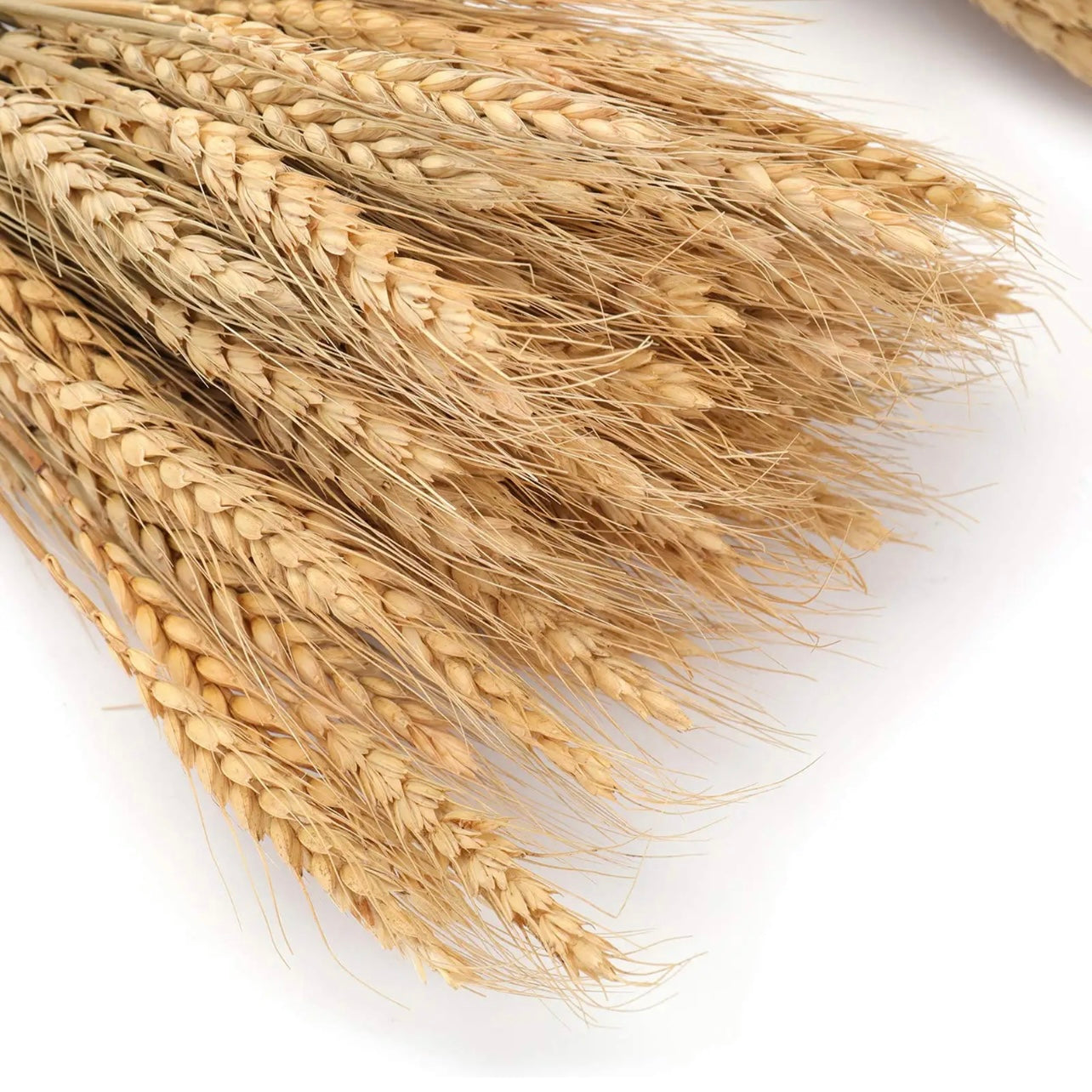 Dried Wheat #DW1170