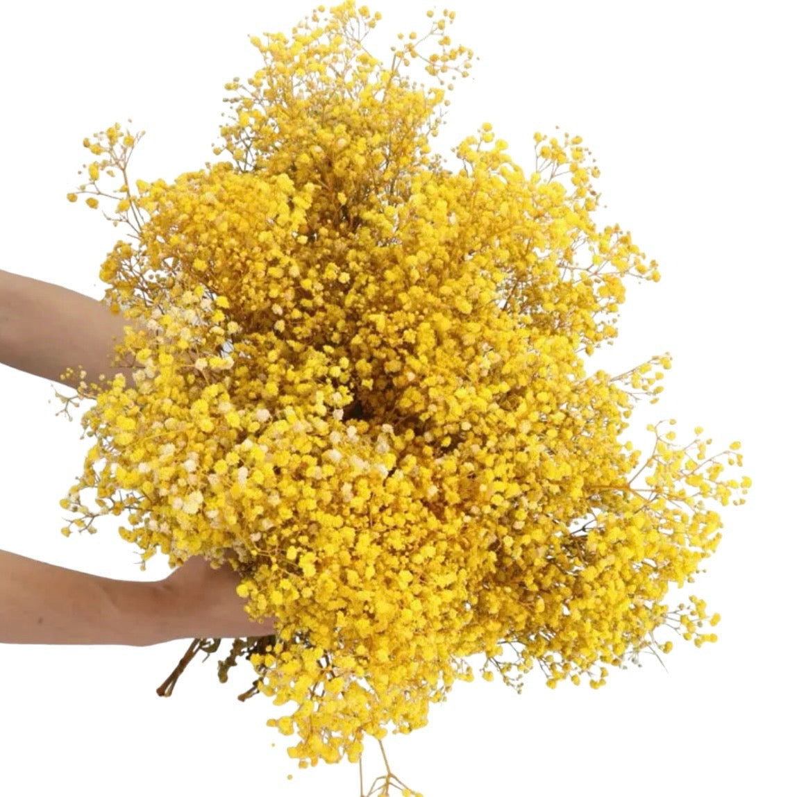 Yellow Gypsophila 120g #DG1175