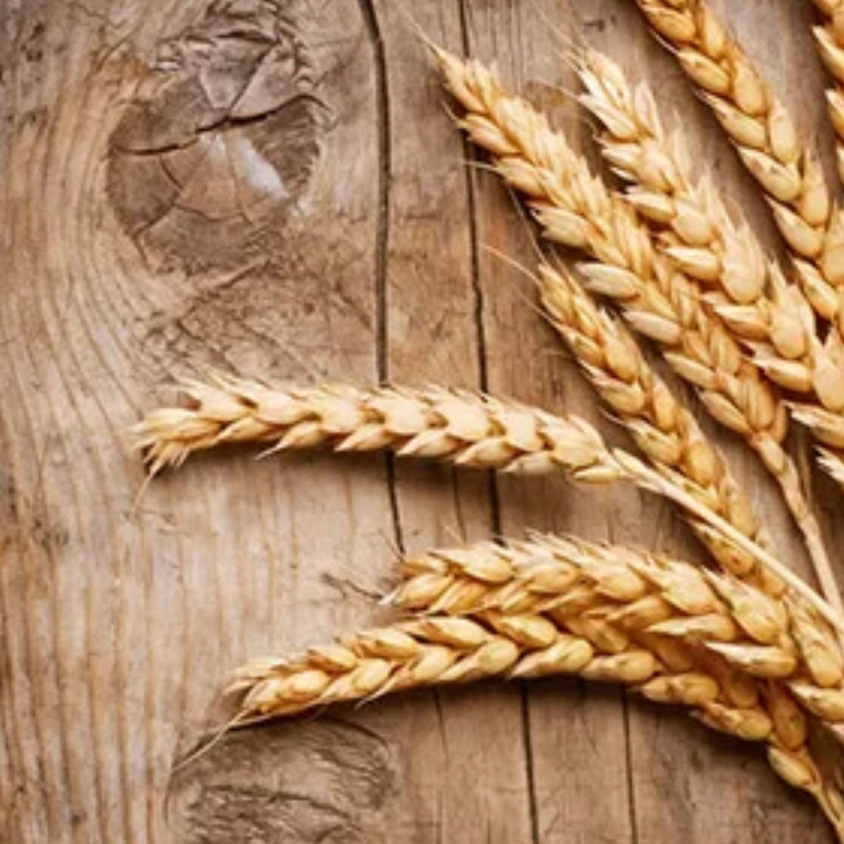 Dried Wheat #DW1170
