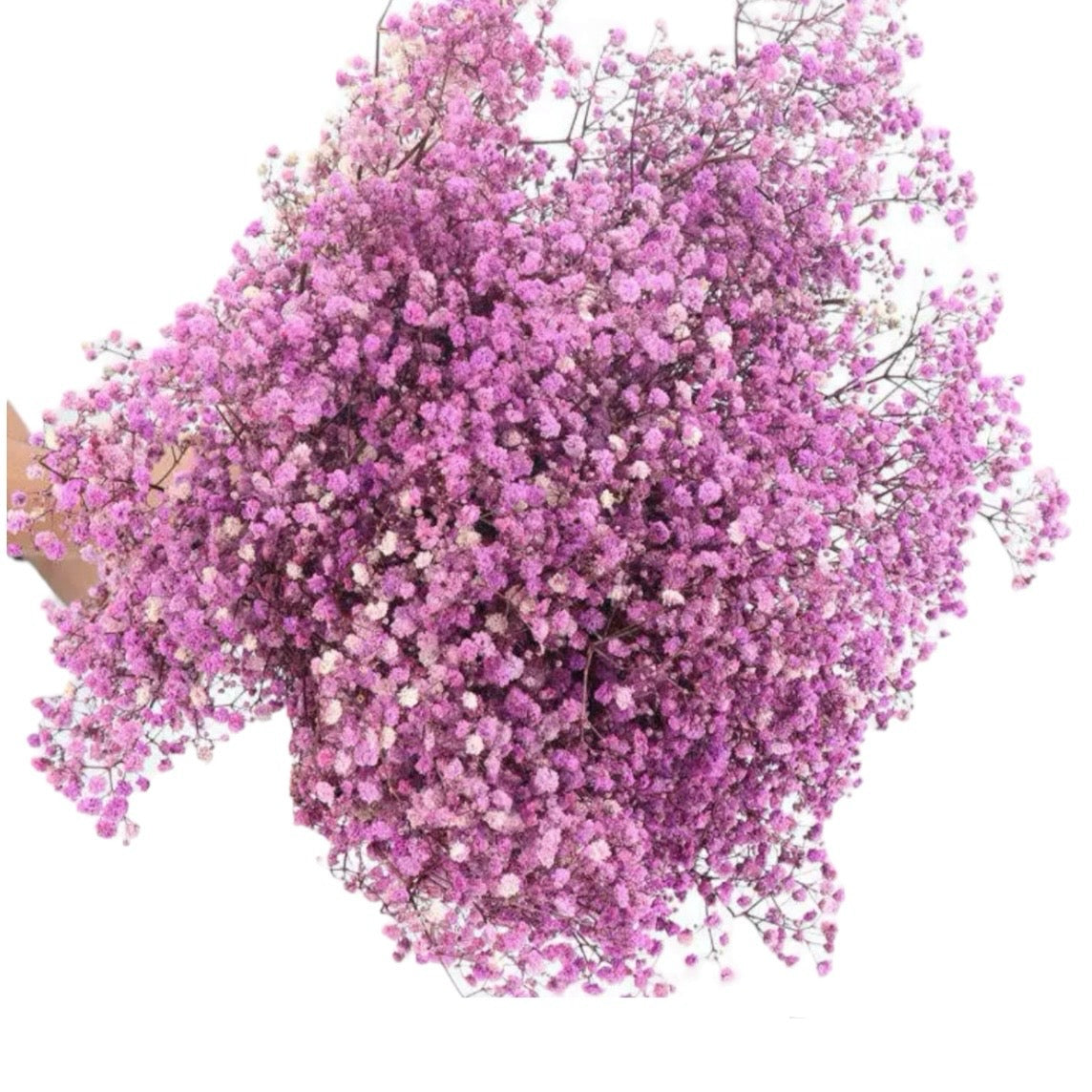 Purple Gypsophila 120G #DG1176