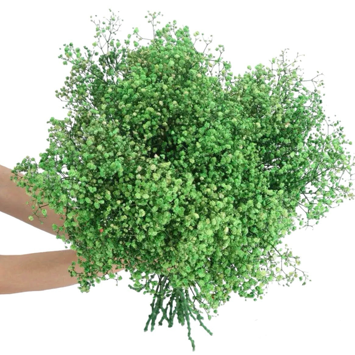 Green Gypsophila 120g #DG1174