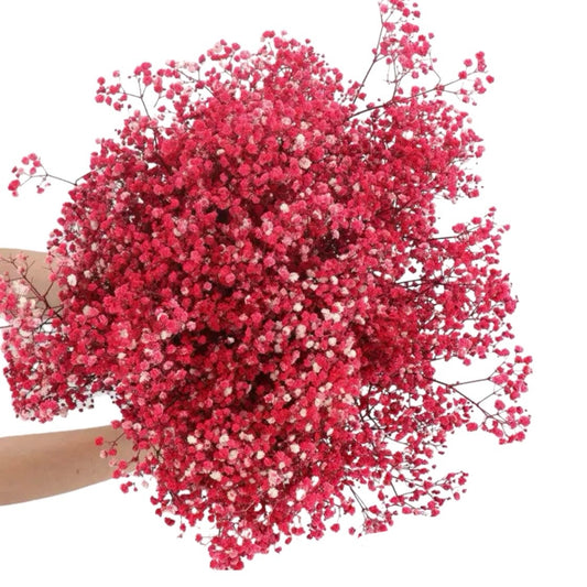 Red Gypsophila 120g #DG1173